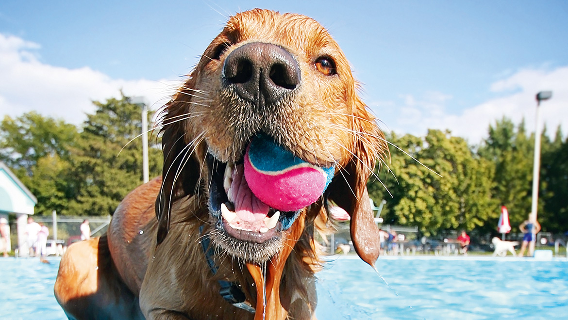 Veranstaltung im Freibad Böblingen - Hundeschwimmen