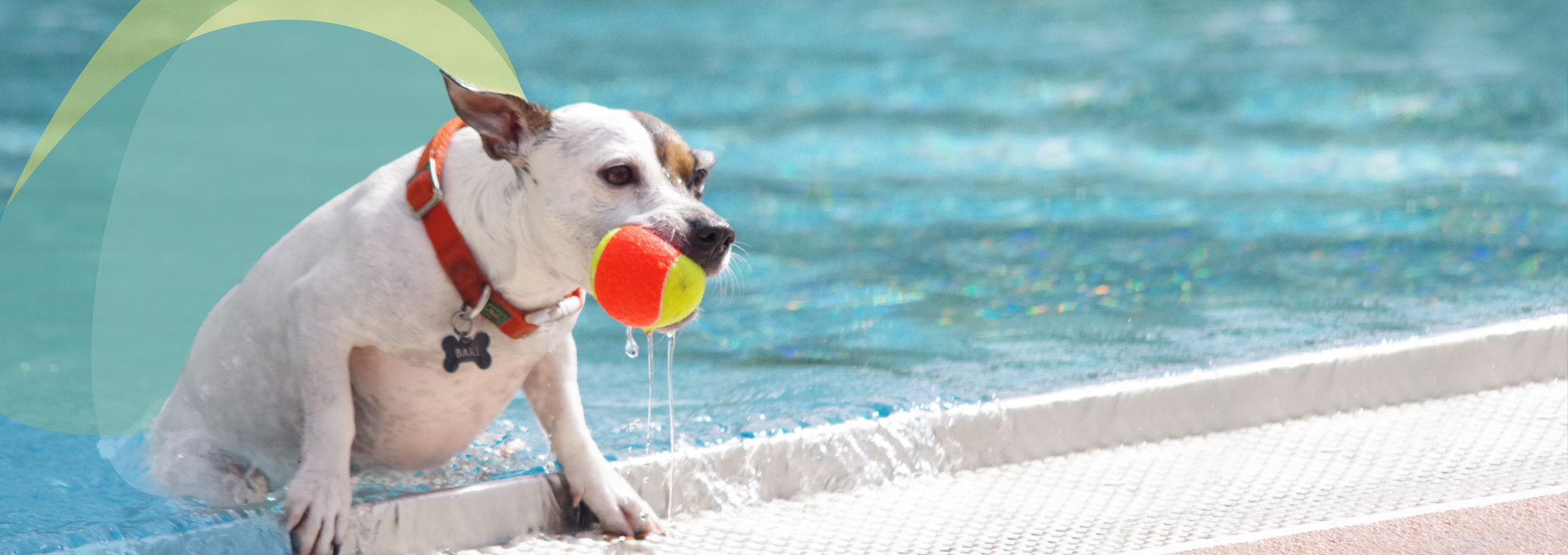 Hundeschwimmen – Veranstaltung in Böblingen. Jack Russel Terrier mit Ball im Mund steigt aus einem Schwimmbecken, hinter ihm bunte SWBB Sphären.